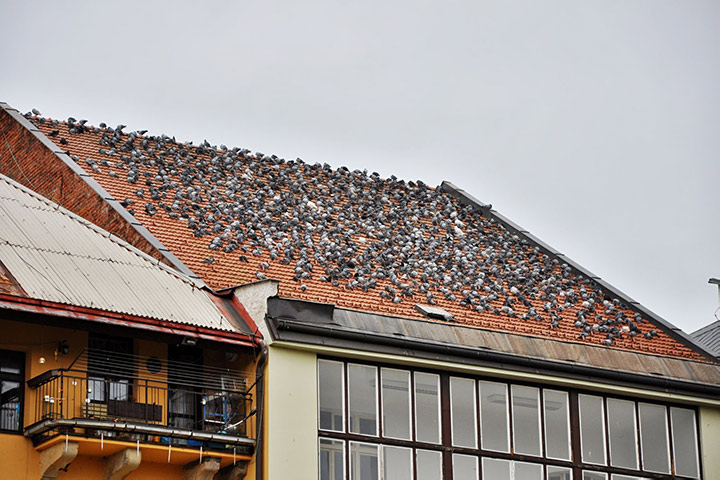 A2B Pest Control are able to install spikes to deter birds from roofs in Whitehaven. 