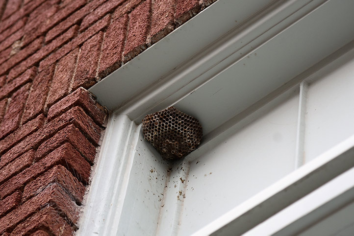 We provide a wasp nest removal service for domestic and commercial properties in Whitehaven.